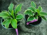 Hosta 'Angel Feathers' - imagine 5