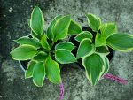 Hosta 'Angel Feathers' - imagine 4