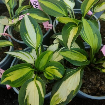 hosta color festival