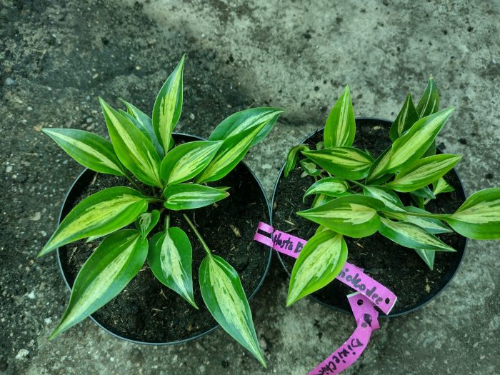 Hosta 'Dixie Chickadee'-pitica - imagine 2