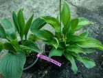 Hosta "Emerald Necklace - imagine 2
