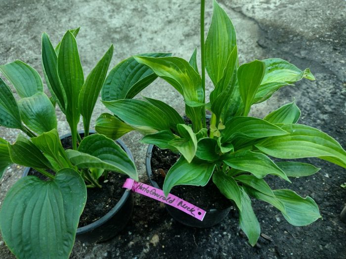Hosta "Emerald Necklace - imagine 2