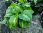Hosta 'Emerald Charger' - imagine 2