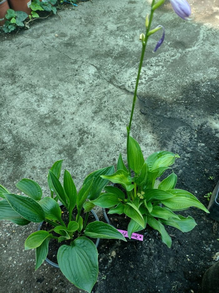 Hosta "Emerald Necklace - imagine 3