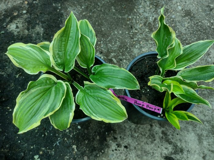 Hosta 'Lakeside Hoola Hoop' - imagine 3