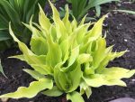 Hosta Marrakech - imagine 3
