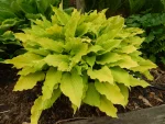 Hosta Marrakech