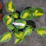 Hosta 'Morning Star'