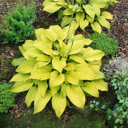 Hosta ‘Sunny Halcyon