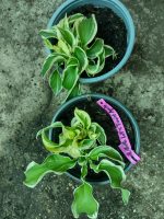 Hosta 'Let's Twist Again'-pitica - imagine 3