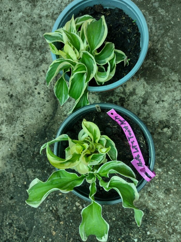 Hosta 'Let's Twist Again'-pitica - imagine 3