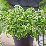 Hosta 'Let's Twist Again'