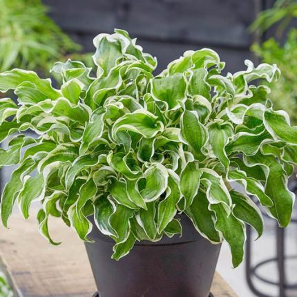 Hosta 'Let's Twist Again'