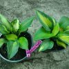 Hosta 'Margie's Angel'