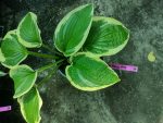 Hosta 'Mama Mia' - imagine 3