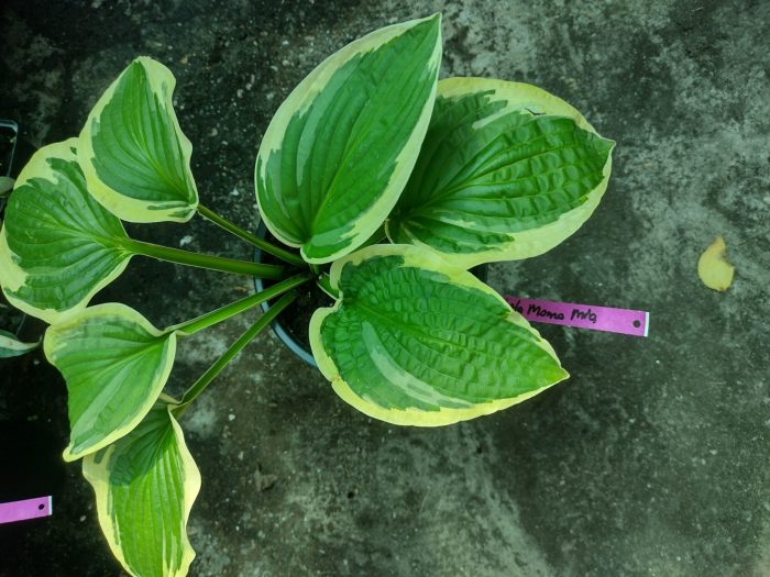 Hosta 'Mama Mia' - imagine 3