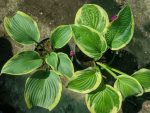 Hosta 'Mama Mia' - imagine 2