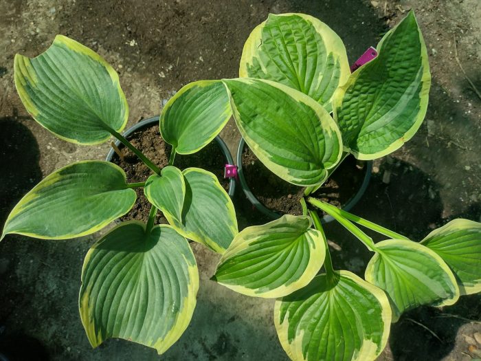 Hosta 'Mama Mia' - imagine 2