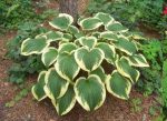 Hosta 'Mama Mia'