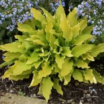 Hosta Marrakech