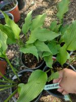 hosta marackesh