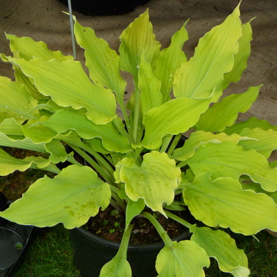 hosta marackesh
