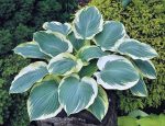 hosta onion belt