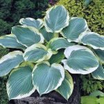 hosta onion belt