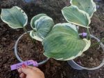hosta onion belt