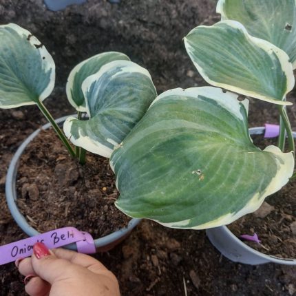 hosta onion belt