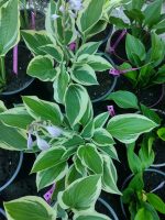Hosta 'Silk Road'