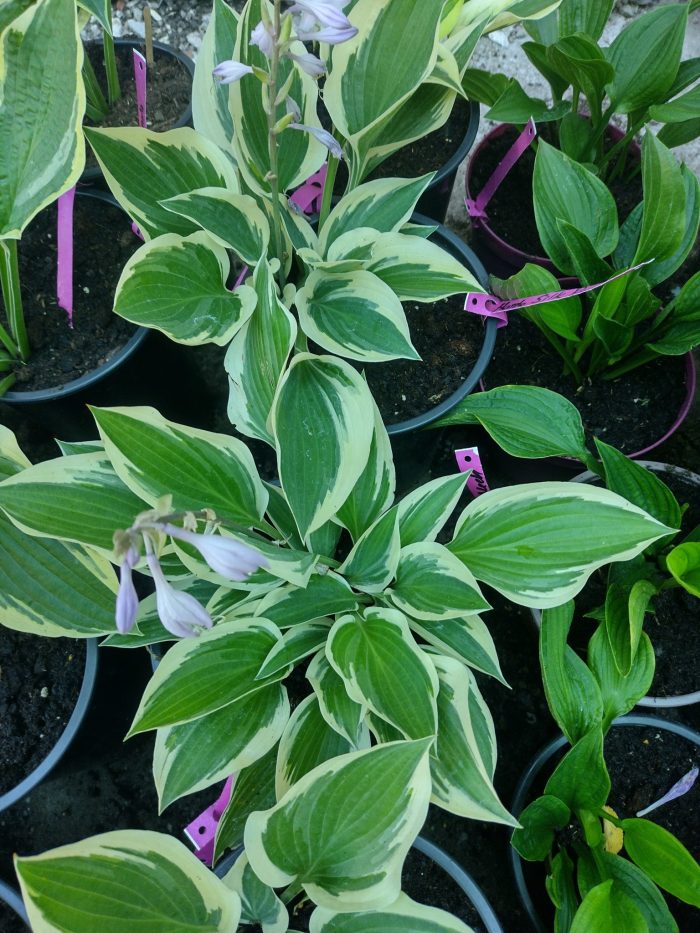 Hosta 'Silk Road'