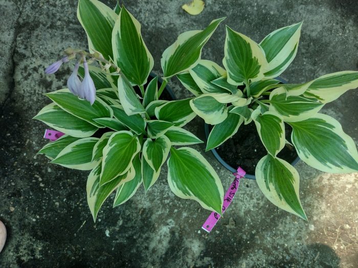 Hosta 'Silk Road' - imagine 3