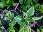 Hosta 'Silk Road' - imagine 5