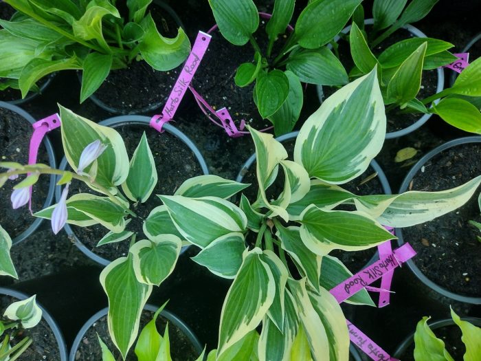 Hosta 'Silk Road' - imagine 5