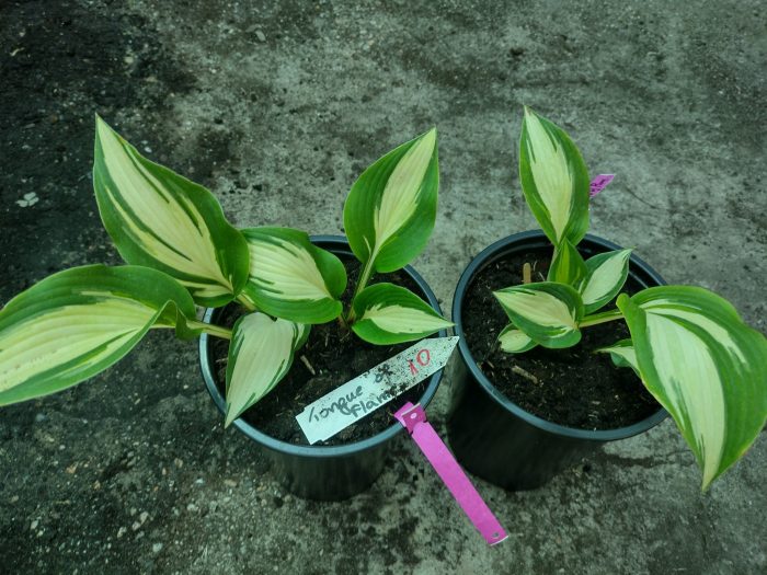 Hosta 'Tongue of Flame' - imagine 3