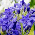 AGAPANTHUS FLOWER OF LOVE