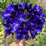 AGAPANTHUS MIDNIGHT SKY