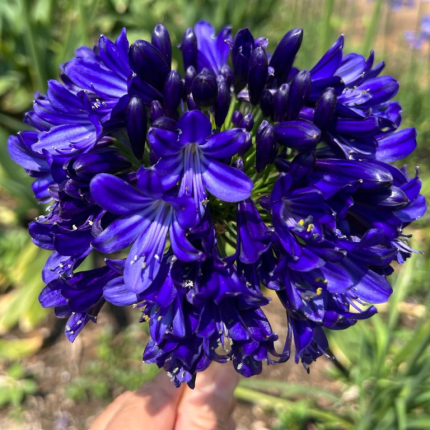 AGAPANTHUS MIDNIGHT SKY