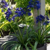 AGAPANTHUS MIDNIGHT SKY