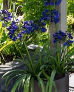 AGAPANTHUS MIDNIGHT SKY