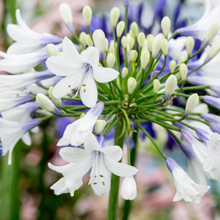 AGAPANTHUS TWISTER