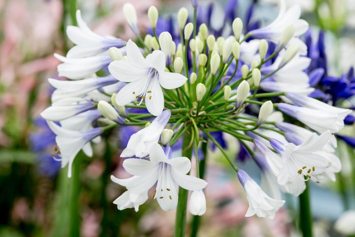 AGAPANTHUS TWISTER