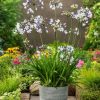 AGAPANTHUS TWISTER