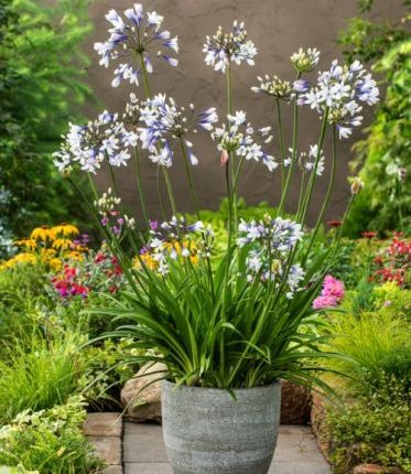 AGAPANTHUS TWISTER