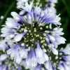 AGAPANTHUS TWISTER