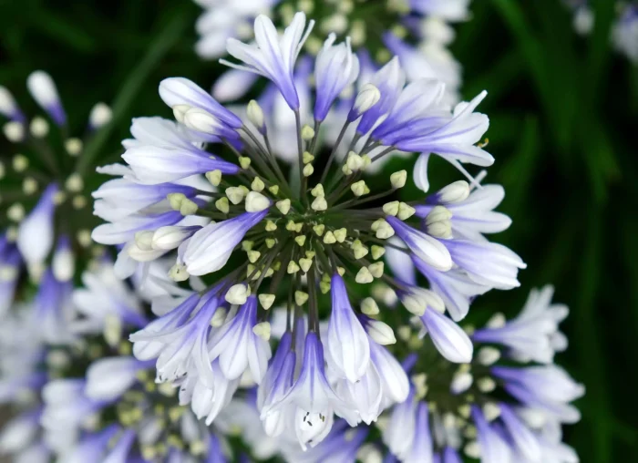 AGAPANTHUS TWISTER