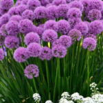 ALLIUM MILLENIUM