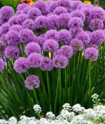 ALLIUM MILLENIUM