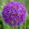 ALLIUM PURPLE SENSATION